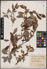 Foto von Salix caprea L. x Salix daphnoides Vill.